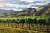 June Carey