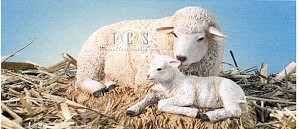 the nativity sheep with lamb