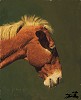 Bill  Owen_FOGHORN 