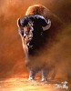 Edward  Aldrich_AMERICAN BISON 