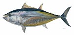 Flick Ford_Blue Fin Tuna, MASTERWORK CANVAS EDITION