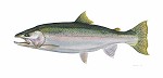 Flick Ford_Steelhead, LIMITED EDITION CANVAS