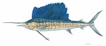 Flick Ford_Sailfish, LIMITED EDITION CANVAS