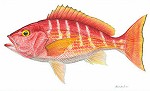 Flick Ford_Silk Snapper, LIMITED EDITION CANVAS