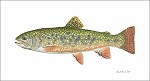Flick Ford_Pennsylvania Brook Trout, LIMITED EDITION CANVAS