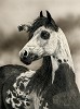 Judy Larson Eagle´s Gift, LIMITED EDITION CANVAS