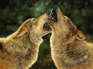 Bonnie Marris_Sing Out, LIMITED EDITION CANVAS