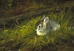 MICHAEL_COLEMAN&nbsp;YOUNG COTTONTAIL