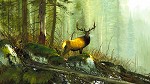 MICHAEL_COLEMAN&nbsp;IN THE BIG HORNS - ELK