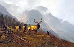 MICHAEL_COLEMAN&nbsp;IN THE BOOKCLIFFS - ELK