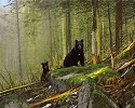 MICHAEL_COLEMAN&nbsp;BLACK BEARS ON THE SUN RIVER