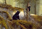 MICHAEL_COLEMAN&nbsp;THE ADVENTURER - BLACK BEARS