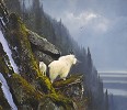 MICHAEL_COLEMAN&nbsp;RUGGED HEIGHTS - MOUNTAIN GOAT FAMILY