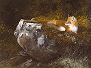 MICHAEL_COLEMAN&nbsp;MORNING SUN - RED FOX