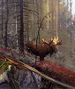 MICHAEL_COLEMAN&nbsp;IN THE TIMBER - BULL MOOSE