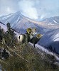 MICHAEL_COLEMAN&nbsp;ON THE OSPIKA - STONE SHEEP