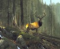 MICHAEL_COLEMAN&nbsp;ON THE NORTHFORK - ELK