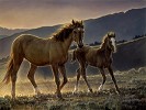 Nancy Glazier&nbsp;Star & Her Foal Canvas  Artist Proof