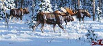 David  Wade_WINTERS FIRST SNOW 