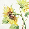 Nel Whatmore&nbsp;Summer II  Boxed Canvas Boxed Canvas Framed