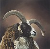Paul James_Ozzy Giclee paper Giclee paper Framed