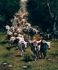 Ragan Gennusa_Texas Trails by Ragan Gennusa Canvas  Artist Proof
