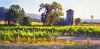Vineyard Tankhouse Masterwork Canvas Edition