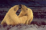Greg Beecham&nbsp;Polar Attraction Limited Edition Print