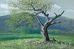 Peter Ellenshaw.&nbsp;Lone Oak
