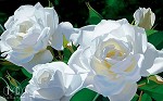 Brian Davis&nbsp;White Rose Garden