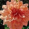 Brian Davis&nbsp;Singing Orange Dahlia