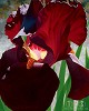 Brian Davis&nbsp;Deep Red Iris Aflame