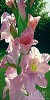 Brian Davis&nbsp;Katie's Gladiola