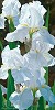 Brian Davis&nbsp;Enchanting Irises