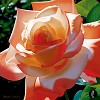 Brian Davis&nbsp;Orange Radiance