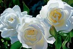 Brian Davis Sunny Afternoon Roses