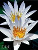 Brian Davis&nbsp;Water Lily Duet