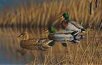 Richard Clifton&nbsp;Afternoon Mallards Limited Edition Print