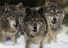 Judy Larson The Pursued Limited Edition Print