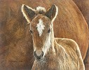 Judy Larson Wild In The Country, Smallwork Canvas Edition