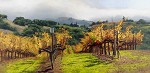 June Carey Fall Vineyard Limited Edition Print