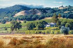 June Carey Alexander Valley Winery Limited Edition Canvas