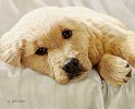 John Weiss&nbsp;Best Loved Breeds Golden Retriever Limited Edition Print