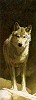 Scott Kennedy&nbsp;Standing Watch Limited Edition Print