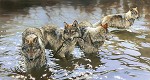 Bonnie Marris Catch Of The Day Limited Edition Print