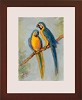 Tim Ashkar&nbsp;Pair of Blue and Gold Parrots Original Oil on Board Framed