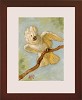 Tim Ashkar&nbsp;Cockatoo Original Oil on Board Framed