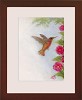 Tim Ashkar&nbsp;Humming Bird with Hollyhock Original Oil on Board Framed 
