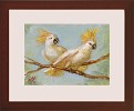 Tim Ashkar&nbsp;Pair of Cockatoos Original Oil on Board Framed