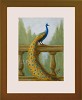 Tim Ashkar&nbsp;Peacock Left with Hydrangea Original Oil on Board Framed